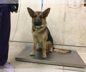 German Shepherd Dog Dogs for adoption in Riverside, CA, USA