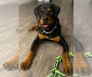 Rottweiler Dogs for adoption in San Antonio, TX, USA