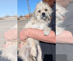 Mutt Dogs for adoption in Grafton, WI, USA
