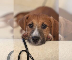 Mutt Dogs for adoption in Germantown, OH, USA