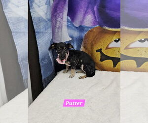 Dachshund-Unknown Mix Dogs for adoption in Metairie, LA, USA