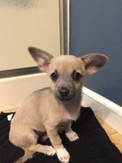 Chi-Corgi Dogs for adoption in Redding, CA, USA