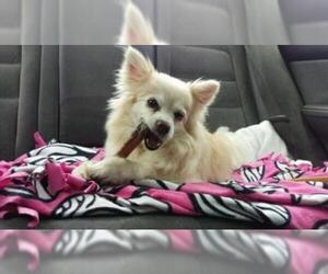 Pomeranian Dogs for adoption in St. Cloud, MN, USA