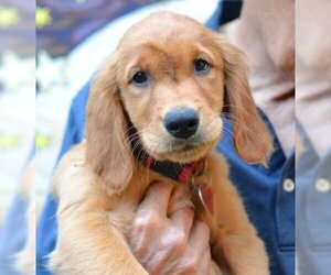 Golden Retriever Dogs for adoption in Germanton, TN, USA