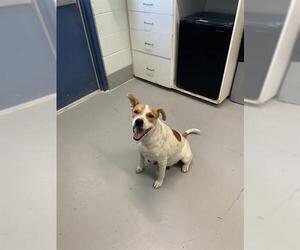 Mutt Dogs for adoption in Corpus Christi, TX, USA