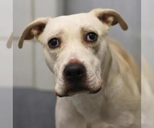 American Staffordshire Terrier-Unknown Mix Dogs for adoption in San Antonio, TX, USA