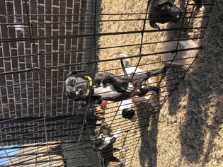 Borador Dogs for adoption in Coppell, TX, USA