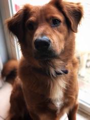Golden Retriever-Unknown Mix Dogs for adoption in Ferndale, WA, USA