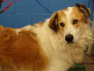 Golden Pyrenees Dogs for adoption in Waco, TX, USA