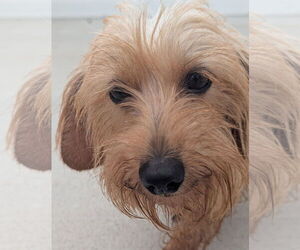 Dachshund Dogs for adoption in Shelbyville, TN, USA