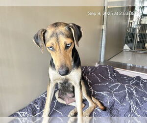 Catahoula Leopard Dog-Unknown Mix Dogs for adoption in Ocala, FL, USA