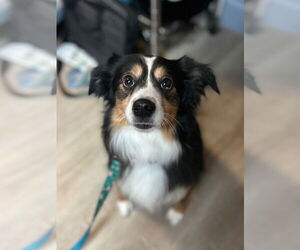 Australian Shepherd Dogs for adoption in Claremore, OK, USA