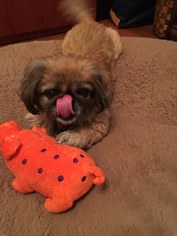 Pekingese Dogs for adoption in Dallas, TX, USA