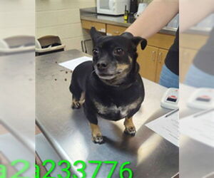 Chihuahua Dogs for adoption in Ogden, UT, USA