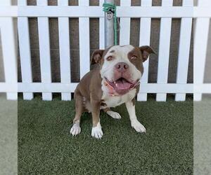 American Staffordshire Terrier-Unknown Mix Dogs for adoption in Modesto, CA, USA