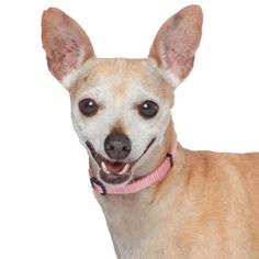 Miniature Pinscher Dogs for adoption in Los Angeles, CA, USA