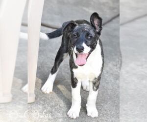 Labrador Retriever-Unknown Mix Dogs for adoption in Brewster, NY, USA