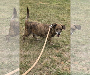 Doxle Dogs for adoption in Rustburg, VA, USA
