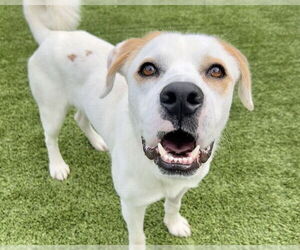 Labrador Retriever-Unknown Mix Dogs for adoption in Raleigh, NC, USA