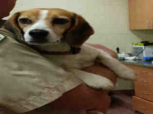 Beagle Dogs for adoption in Ogden, UT, USA