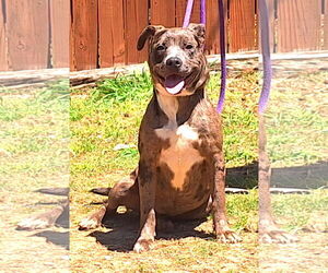 Bulldog-Catahoula Leopard Dog Mix Dogs for adoption in Wetumpka, AL, USA
