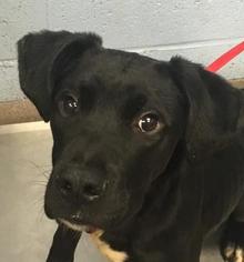 Labrador Retriever Dogs for adoption in Atlanta, GA, USA