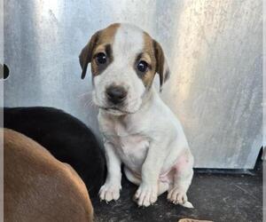 Mutt Dogs for adoption in San Antonio, TX, USA