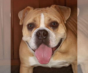 Free-Lance Bulldog Dogs for adoption in Oakland Park, FL, USA