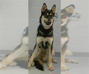 German Shepherd Dog-Huskies Mix Dogs for adoption in St. Cloud, FL, USA