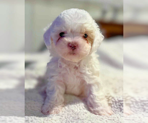 Shih-Poo Dogs for adoption in Corona, CA, USA
