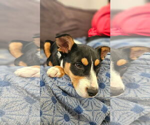Mutt Dogs for adoption in New London, WI, USA