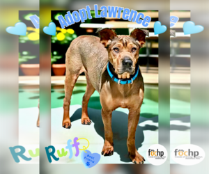 Rhodesian Ridgeback Dogs for adoption in Menifee, CA, USA