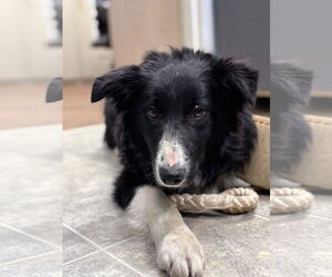 Border Collie Dogs for adoption in Rustburg, VA, USA