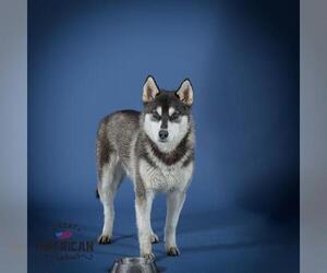 Siberian Husky-Unknown Mix Dogs for adoption in Corona, CA, USA