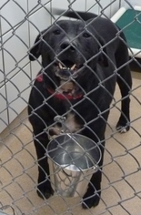 Boxador Dogs for adoption in Zanesville, OH, USA