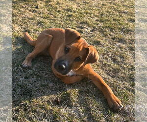 Labrador Retriever-Unknown Mix Dogs for adoption in Plainfield, IL, USA
