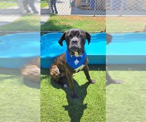 Mastiff Dogs for adoption in Downey, CA, USA