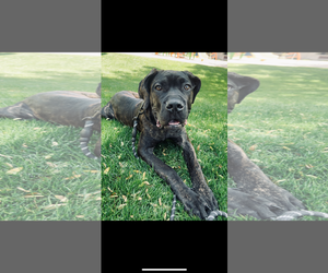 Mutt Dogs for adoption in Goodyear, AZ, USA