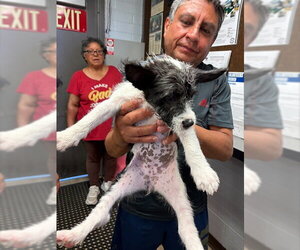 Mutt Dogs for adoption in Stockton, CA, USA