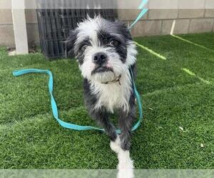 Mutt Dogs for adoption in Corona, CA, USA