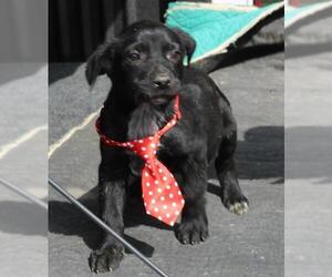 Borador Dogs for adoption in Bandera, TX, USA
