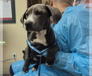 American Pit Bull Terrier-Unknown Mix Dogs for adoption in Pasadena, CA, USA