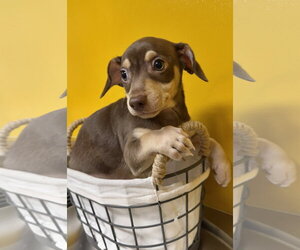 Chihuahua-Unknown Mix Dogs for adoption in Munford, TN, USA