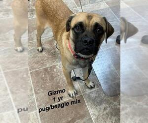 Puggle Dogs for adoption in St. George, UT, USA