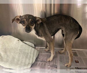 Chihuahua Dogs for adoption in Bakersfield, CA, USA