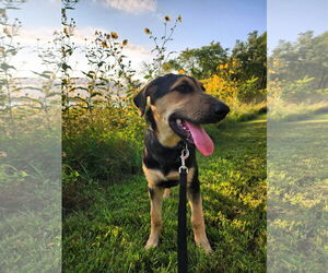 German Shepherd Dog-Weimaraner Mix Dogs for adoption in Des Moines, IA, USA