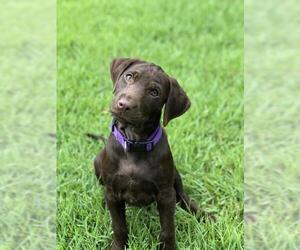 Labrador Retriever Dogs for adoption in Fort Worth, TX, USA