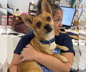 Chihuahua-Unknown Mix Dogs for adoption in Washington, DC, USA