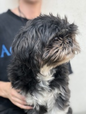 Shih Tzu Dogs for adoption in Fresno, CA, USA