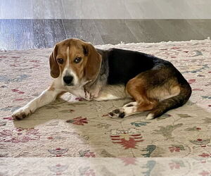 Beagle Dogs for adoption in Mooresville, NC, USA